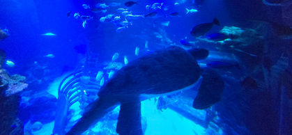 London Sealife Centre