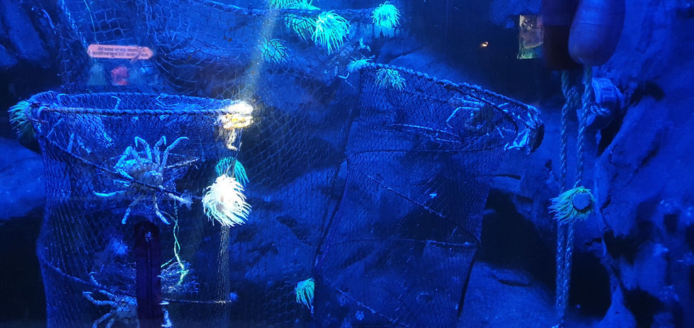 Blackpool Sealife Centre