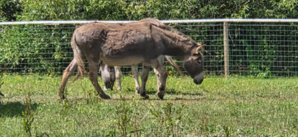 Isle of Wight Donkey Sanctuary
