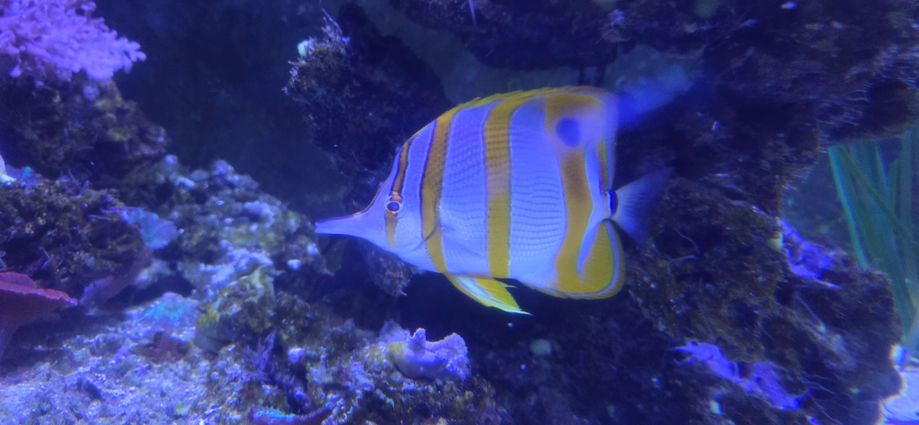 London Sealife Centre