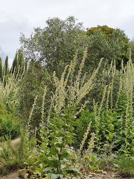 Ventnor Botanical Gardens