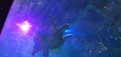 Blackpool Sealife Centre