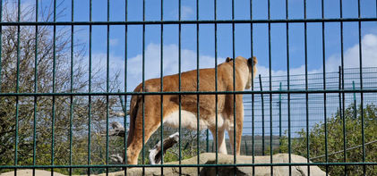 Wildheart Animal Sanctuary