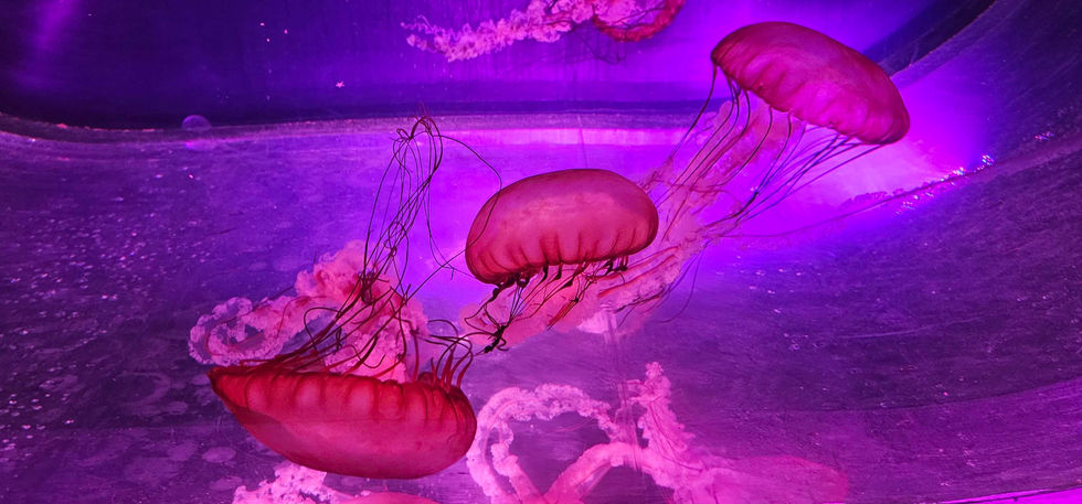 Birmingham Sealife Centre