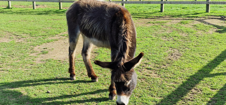 Isle of Wight Donkey Sanctuary