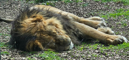 Chessington World of Adventures
