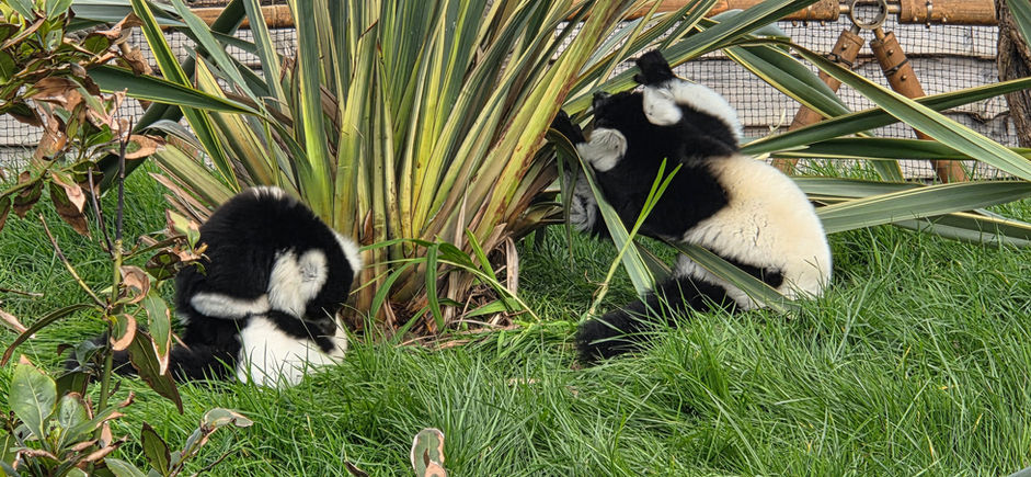 The Wildheart Animal Sanctuary