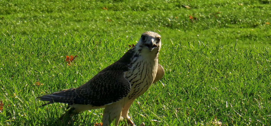 Warwick Castle