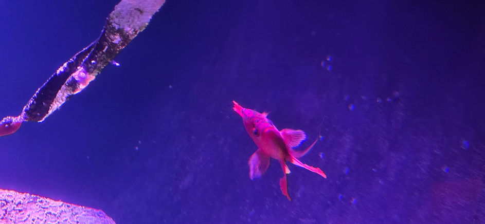 London Sealife Centre