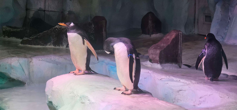 Birmingham Sealife Centre