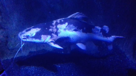 London Sealife Centre