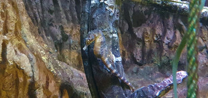 Blackpool Sealife Centre