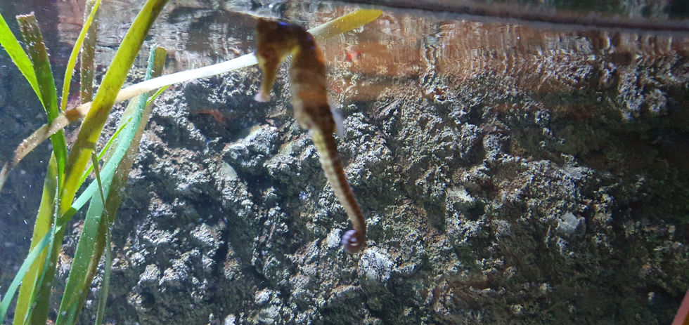Blackpool Sealife Centre