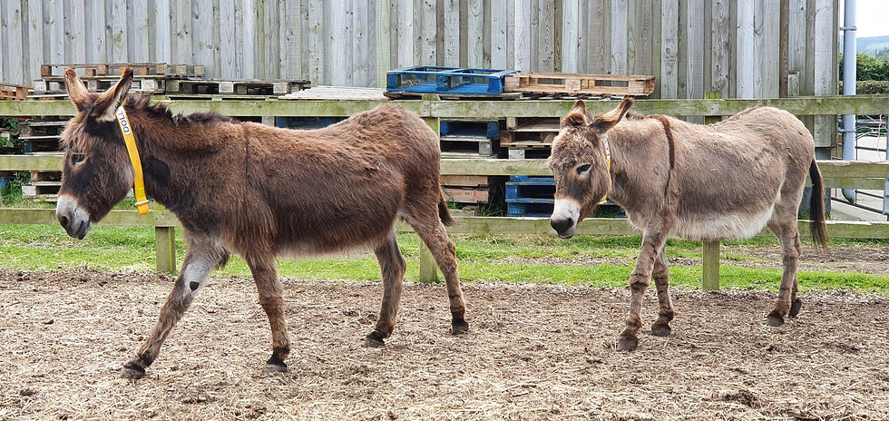 IOW Donkey Sanctuary