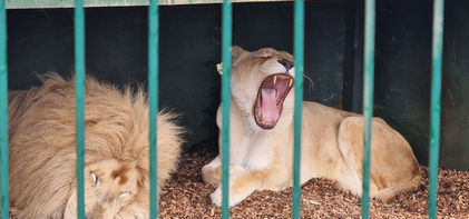 Wildheart Animal Sanctuary