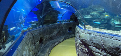 London Sealife Centre