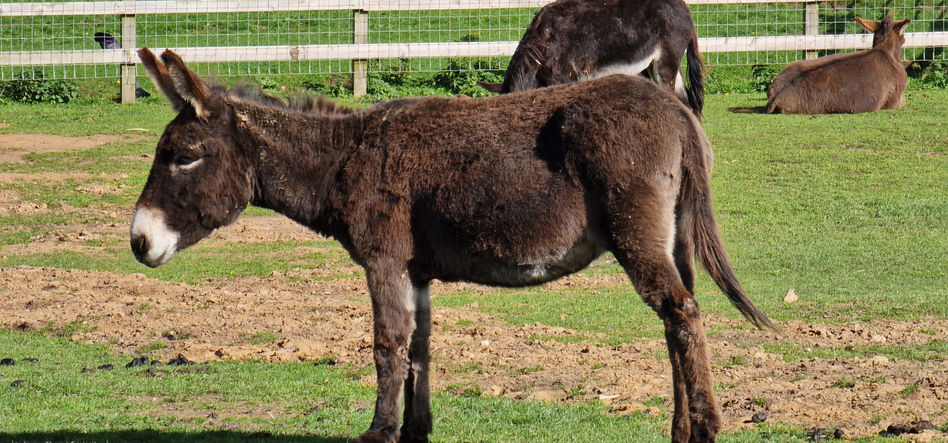 Isle of Wight Donkey Sanctuary