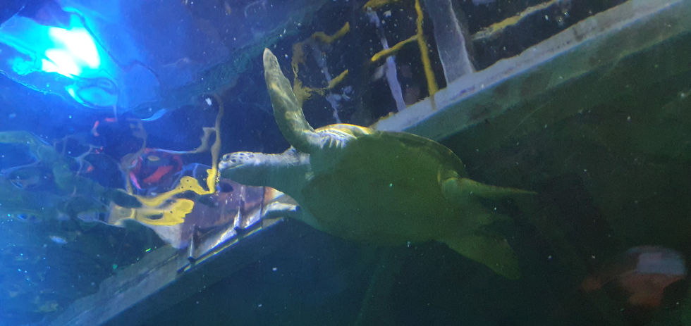 Blackpool Sealife Centre