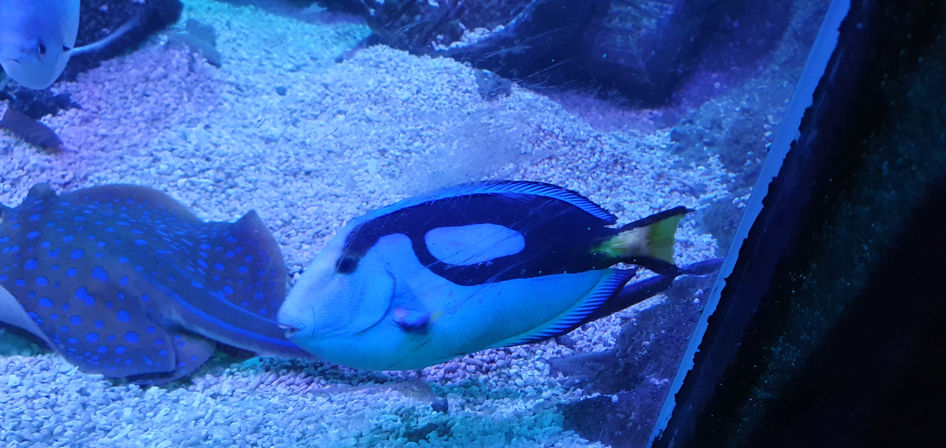 Blackpool Sealife Centre