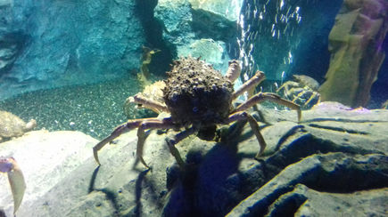 London Sealife Centre