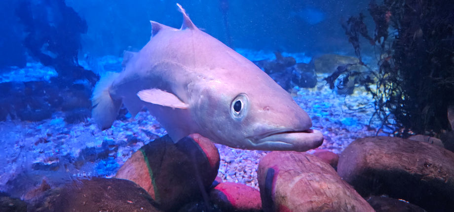 Blackpool Sealife Centre