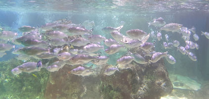 Blackpool Sealife Centre