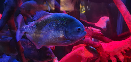 Blackpool Sealife Centre