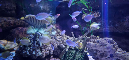 Birmingham Sealife Centre
