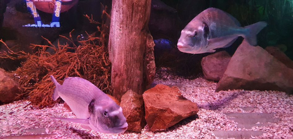 Blackpool Sealife Centre