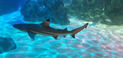 Blackpool Sealife Centre
