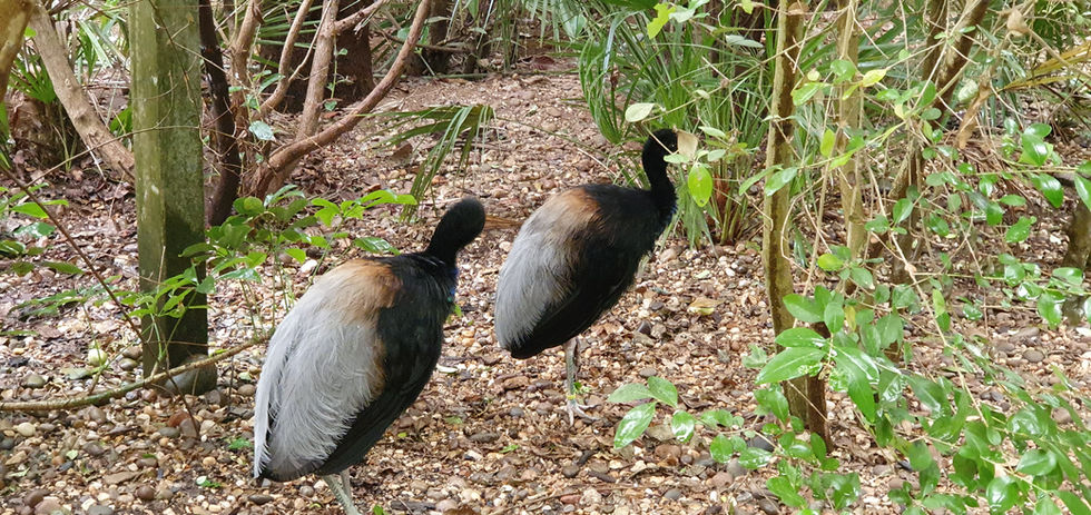 Amazon World