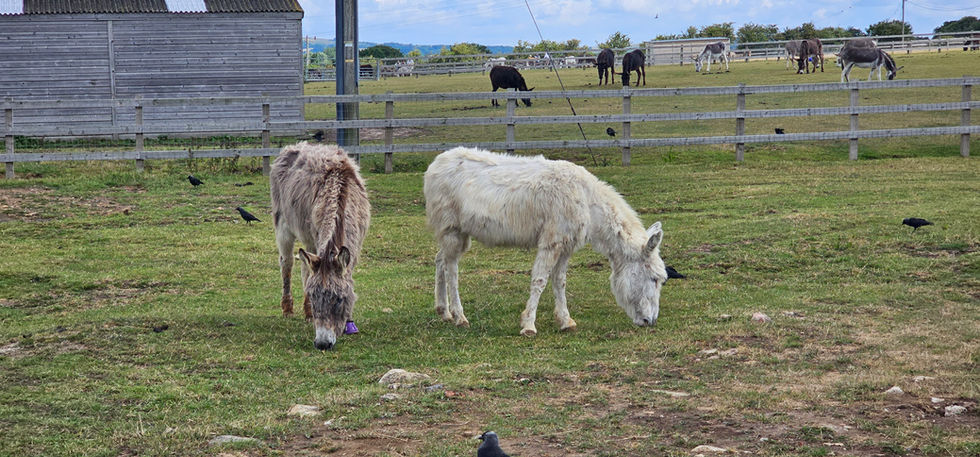 Isle of Wight Donkey Sanctuary
