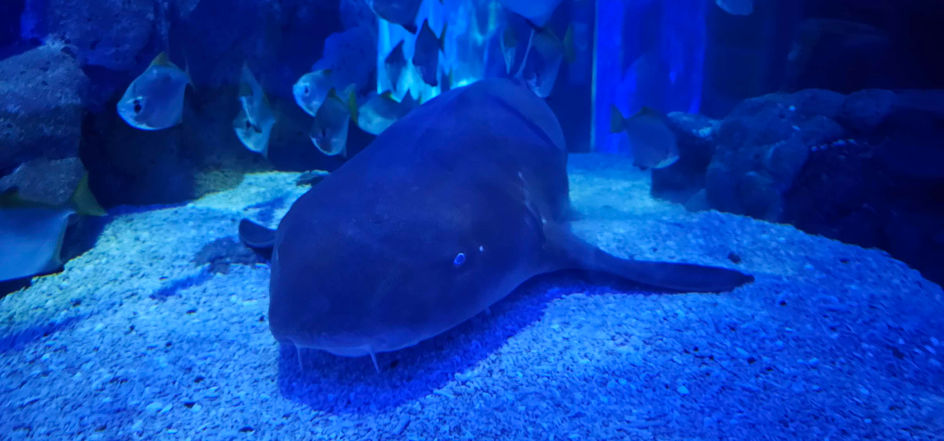 Birmingham Sealife Centre