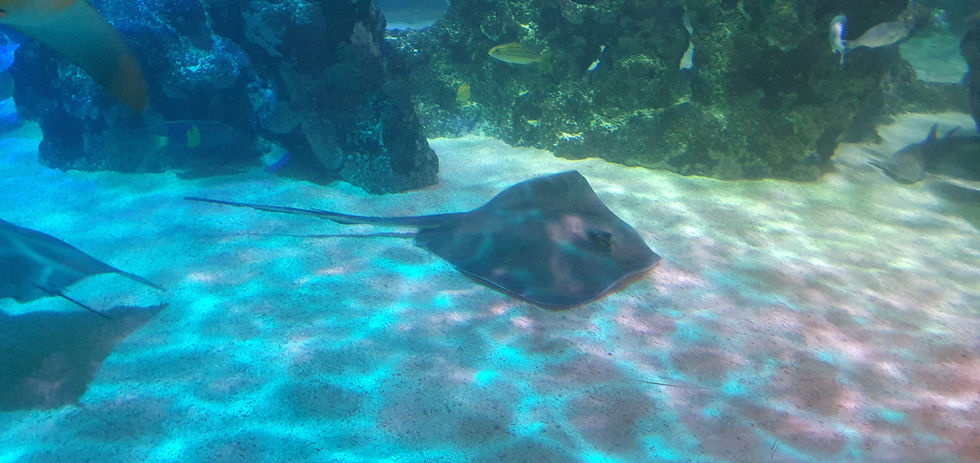 Blackpool Sealife Centre