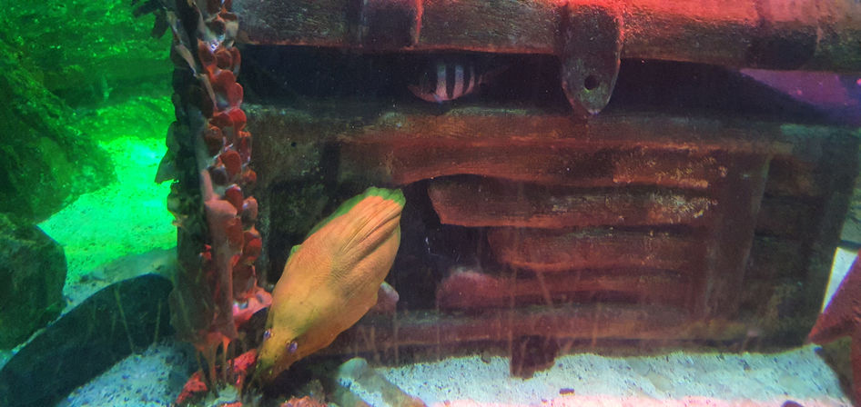 Blackpool Sealife Centre
