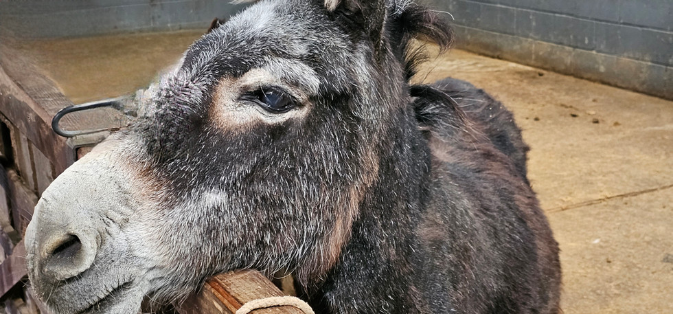 Isle of Wight Donkey Sanctuary