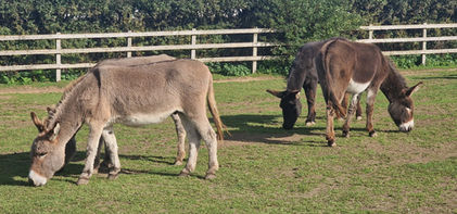 Isle of Wight Donkey Sanctuary