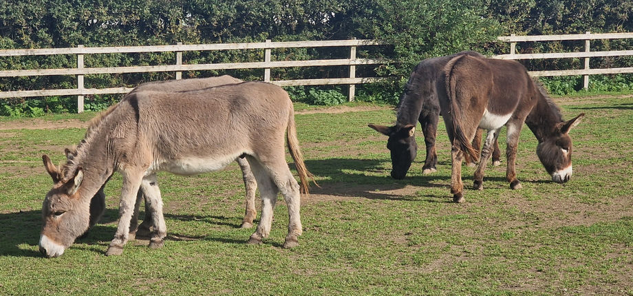 Isle of Wight Donkey Sanctuary