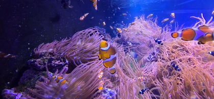 London Sealife Centre