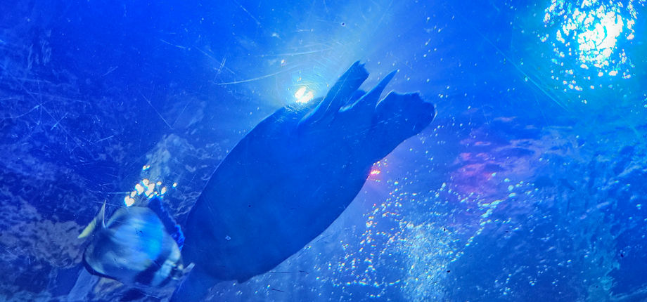 Blackpool Sealife Centre