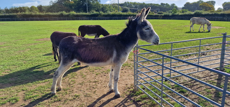 Isle of Wight Donkey Sanctuary