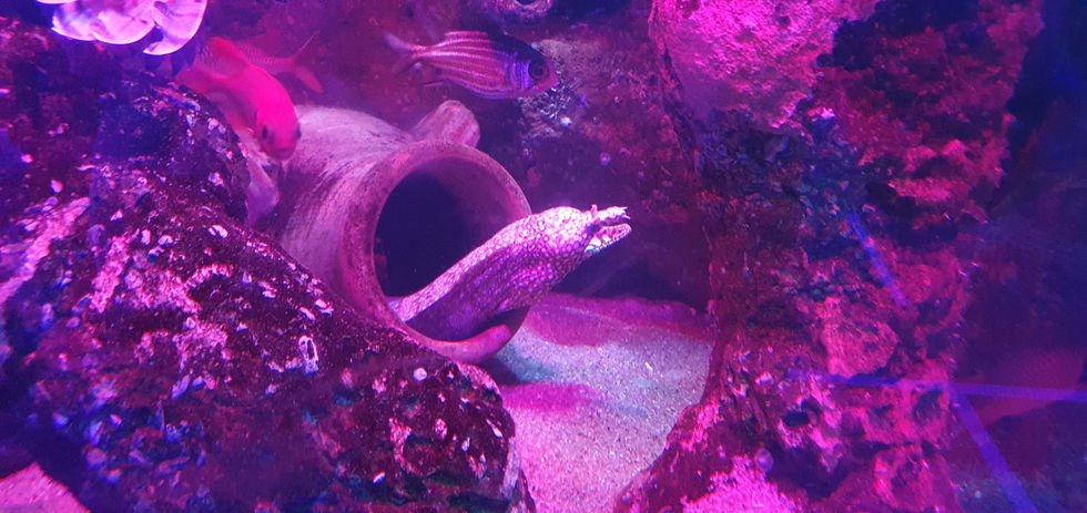 Blackpool Sealife Centre