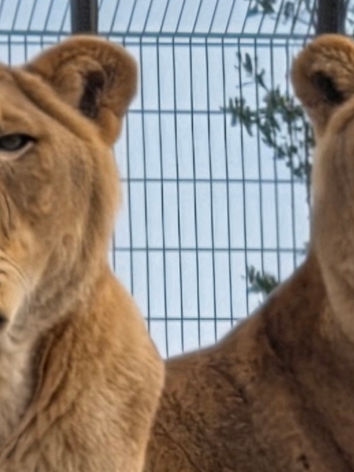 The Wildheart Animal Sanctuary