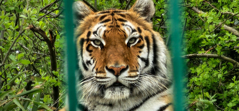 Wildheart Animal Sanctuary