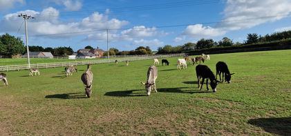 Isle of Wight Donkey Sanctuary