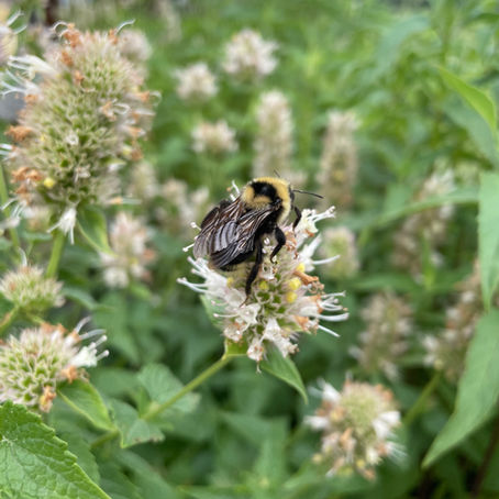 Seed Mixes for Pollinators