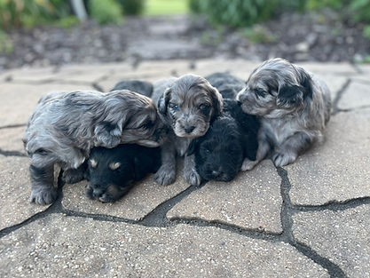 aussiedoodle; aussiedoodle puppy; puppy adoption; aussies