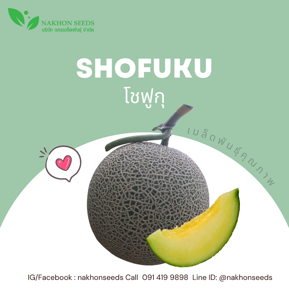 SHOFUKU (โชฟูกุ)