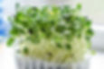 A basket of microgreens