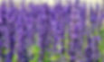 A field of lavender